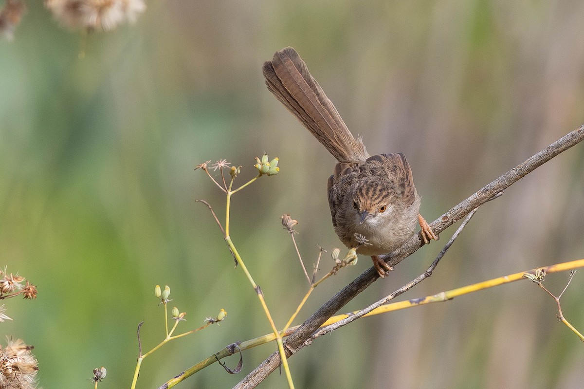Принія афро-азійська - ML646333360