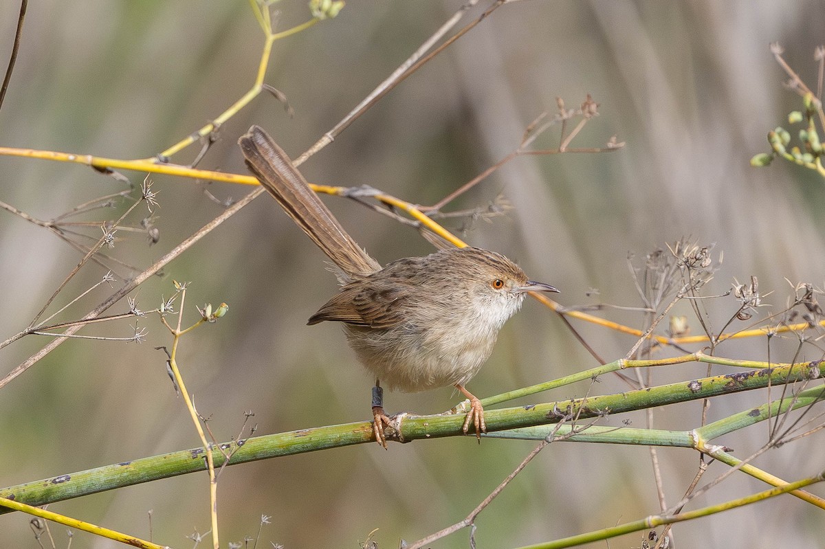 Принія афро-азійська - ML646333361