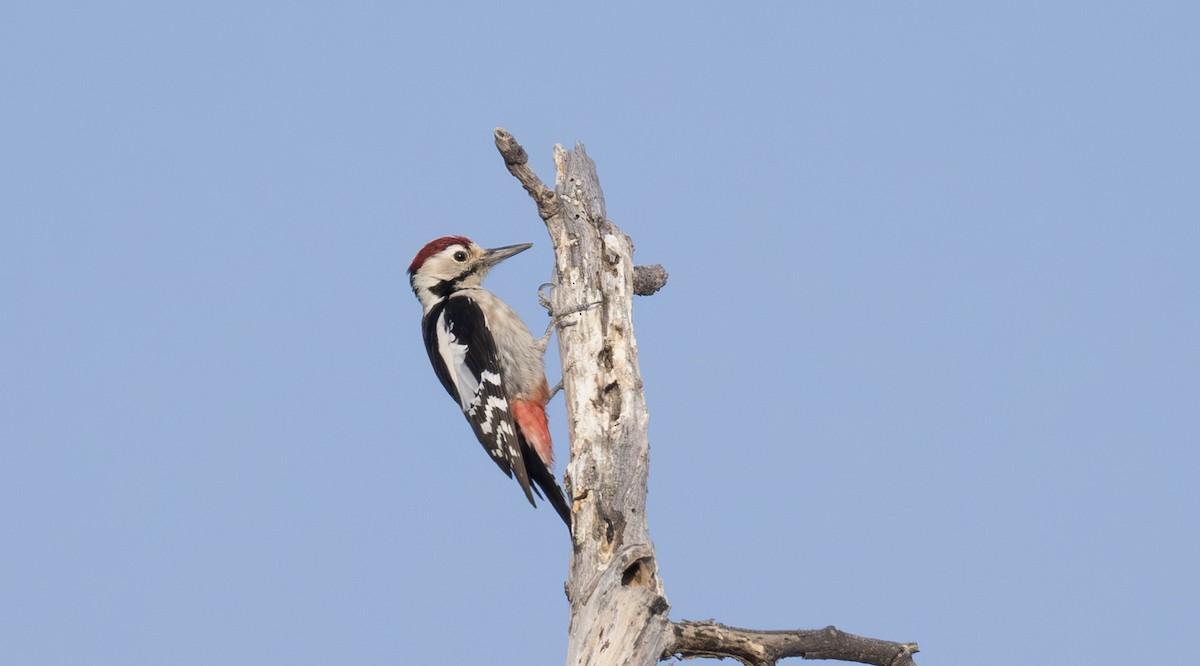 Sind Woodpecker - ML646333364