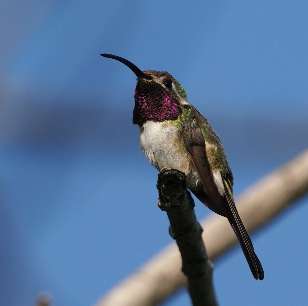 Mexican Sheartail - ML646333365