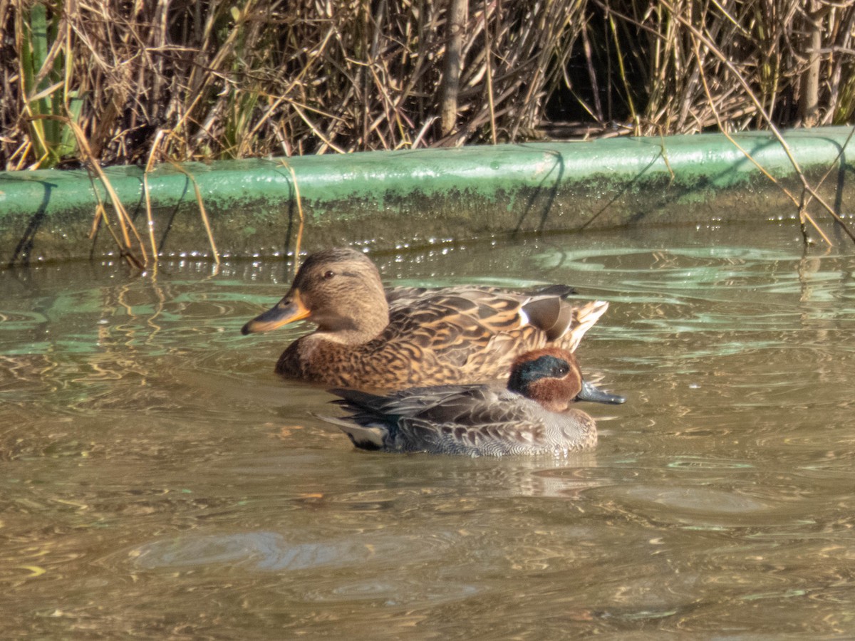 Green-winged Teal - ML646333366