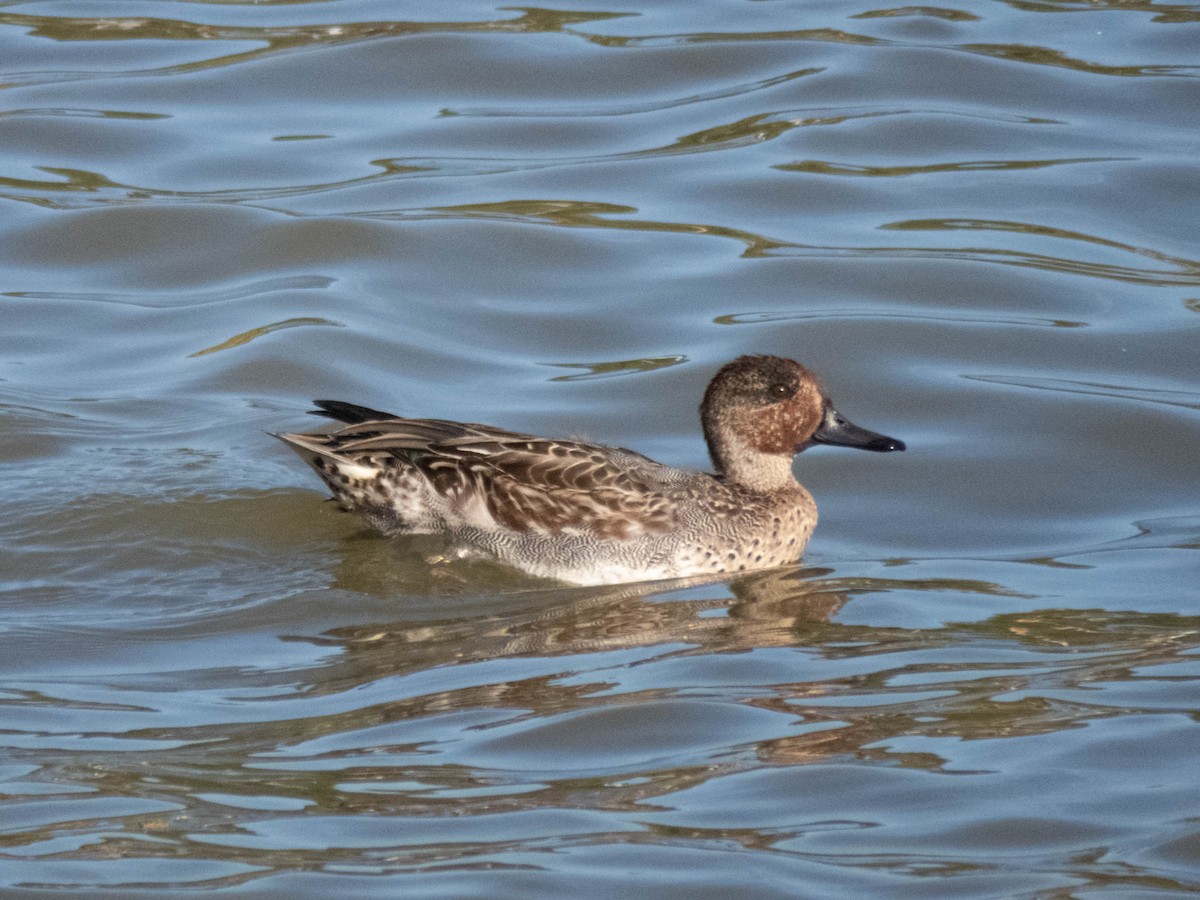 Green-winged Teal - ML646333367
