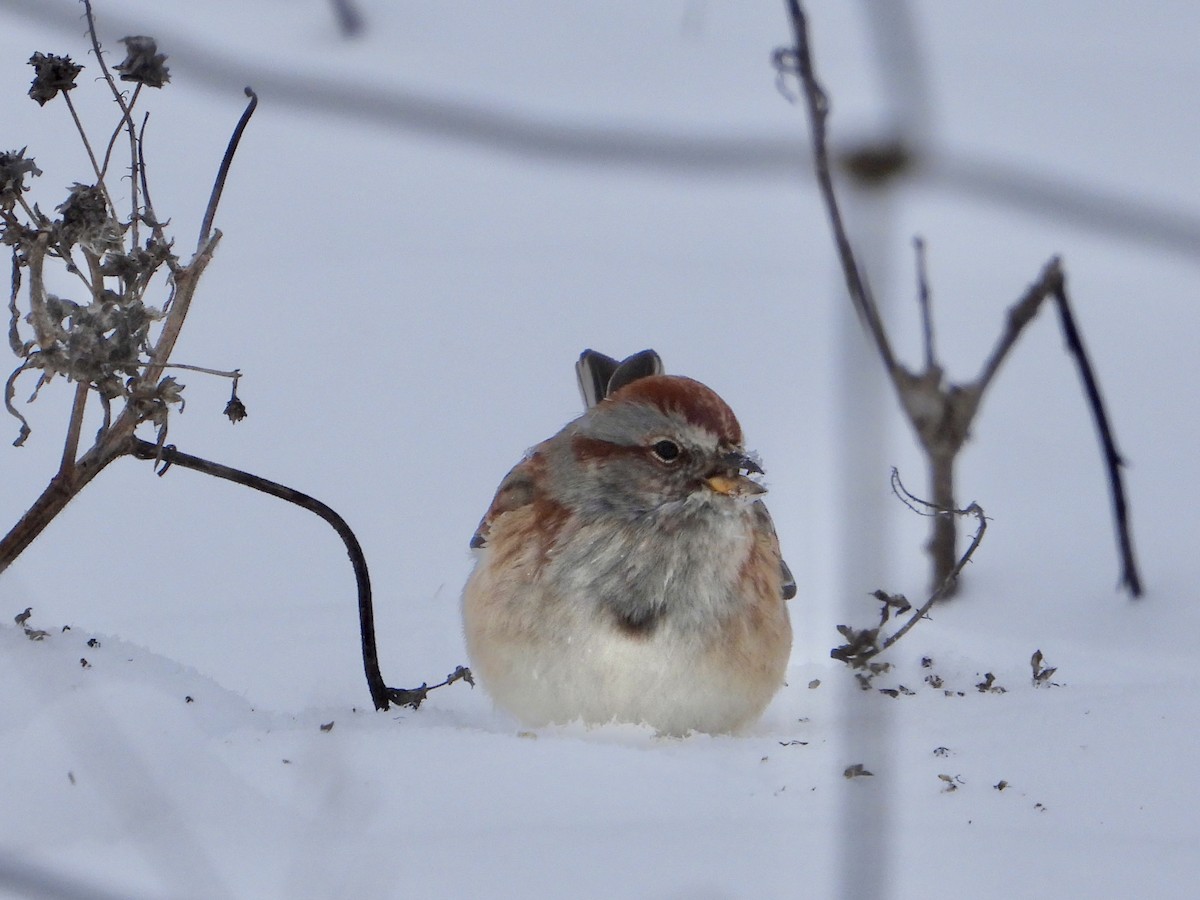 American Tree Sparrow - ML646333371