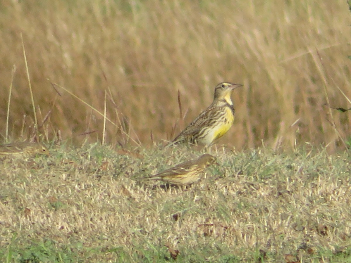 Eastern Meadowlark - ML646333372
