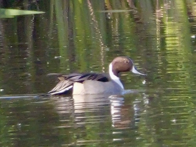 Northern Pintail - ML646333377