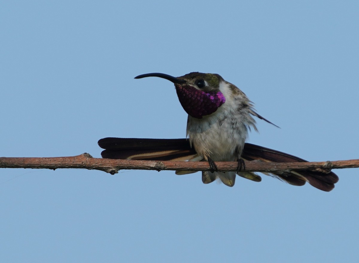 Mexican Sheartail - ML646333379