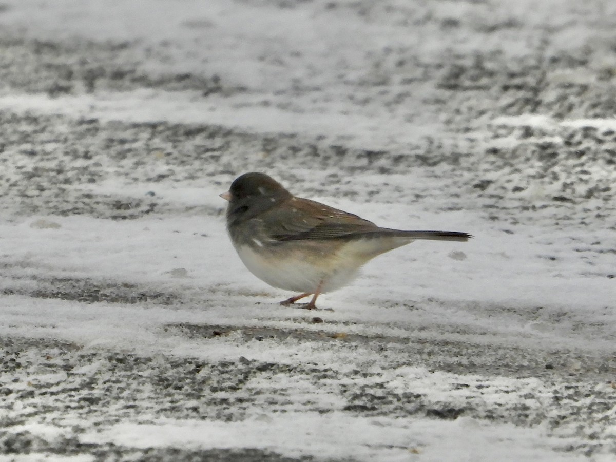 Dark-eyed Junco - ML646333380