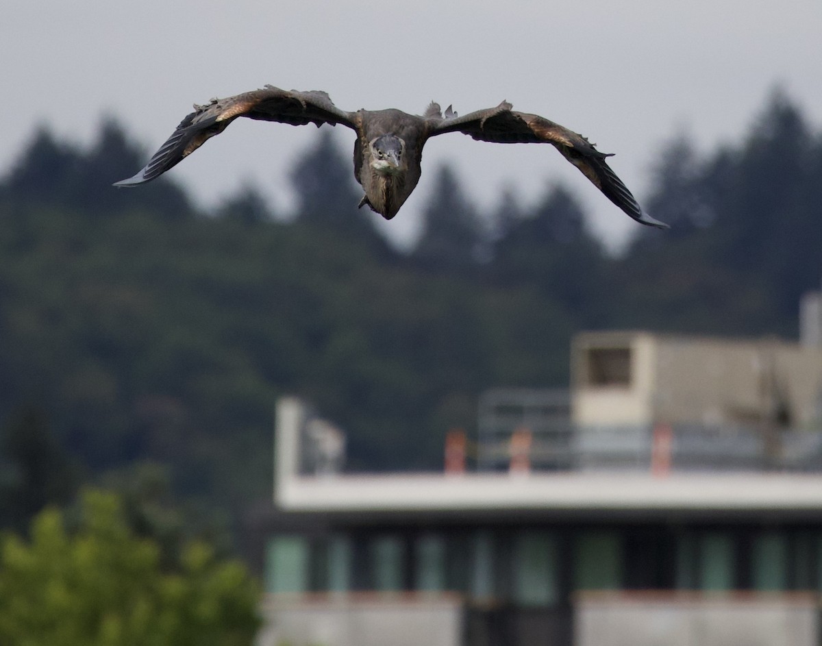 Great Blue Heron - ML646333381