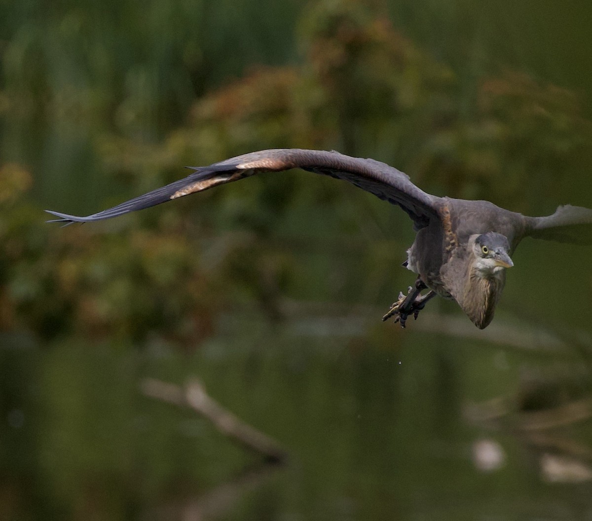 Great Blue Heron - ML646333383
