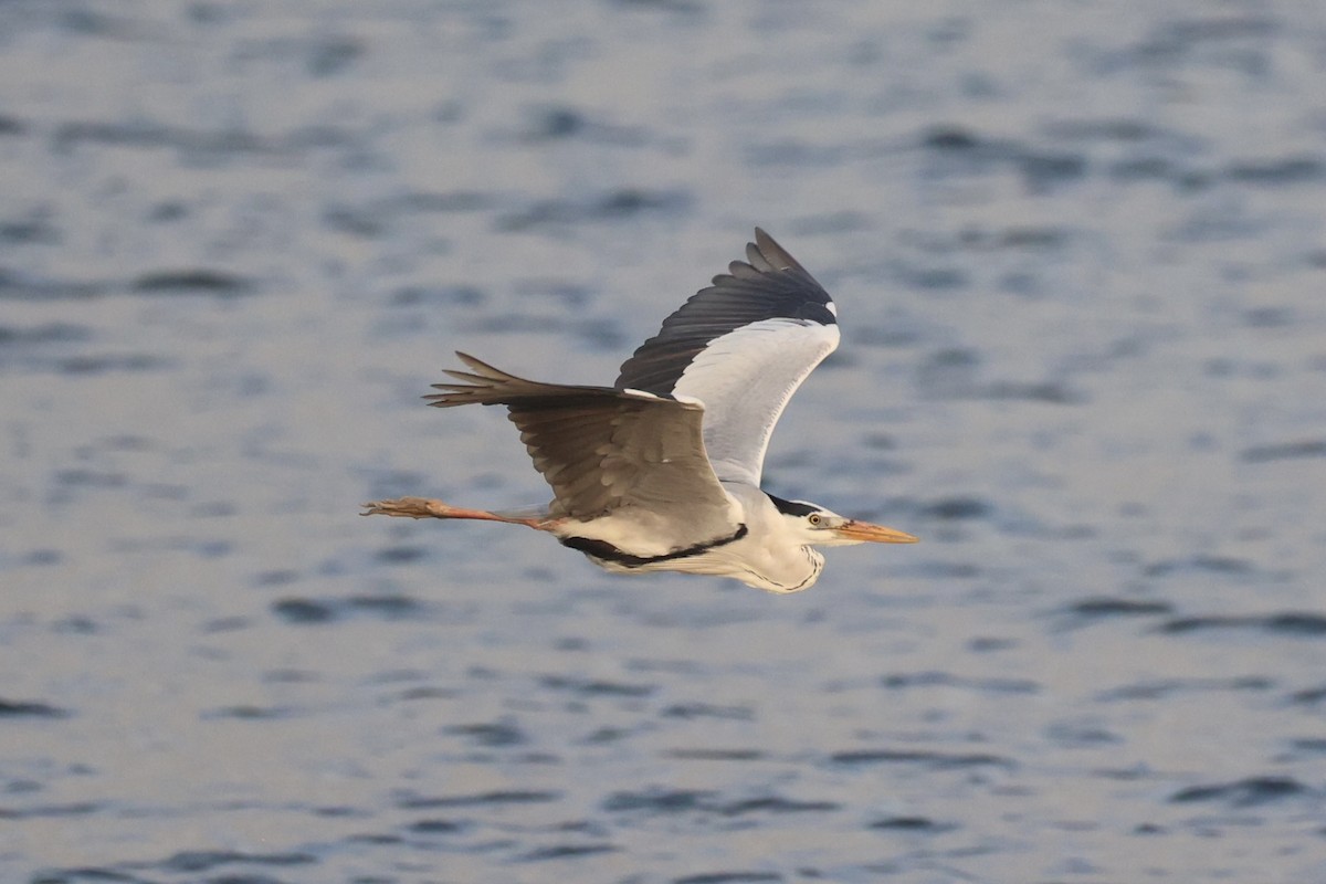 Gray Heron - ML646333386
