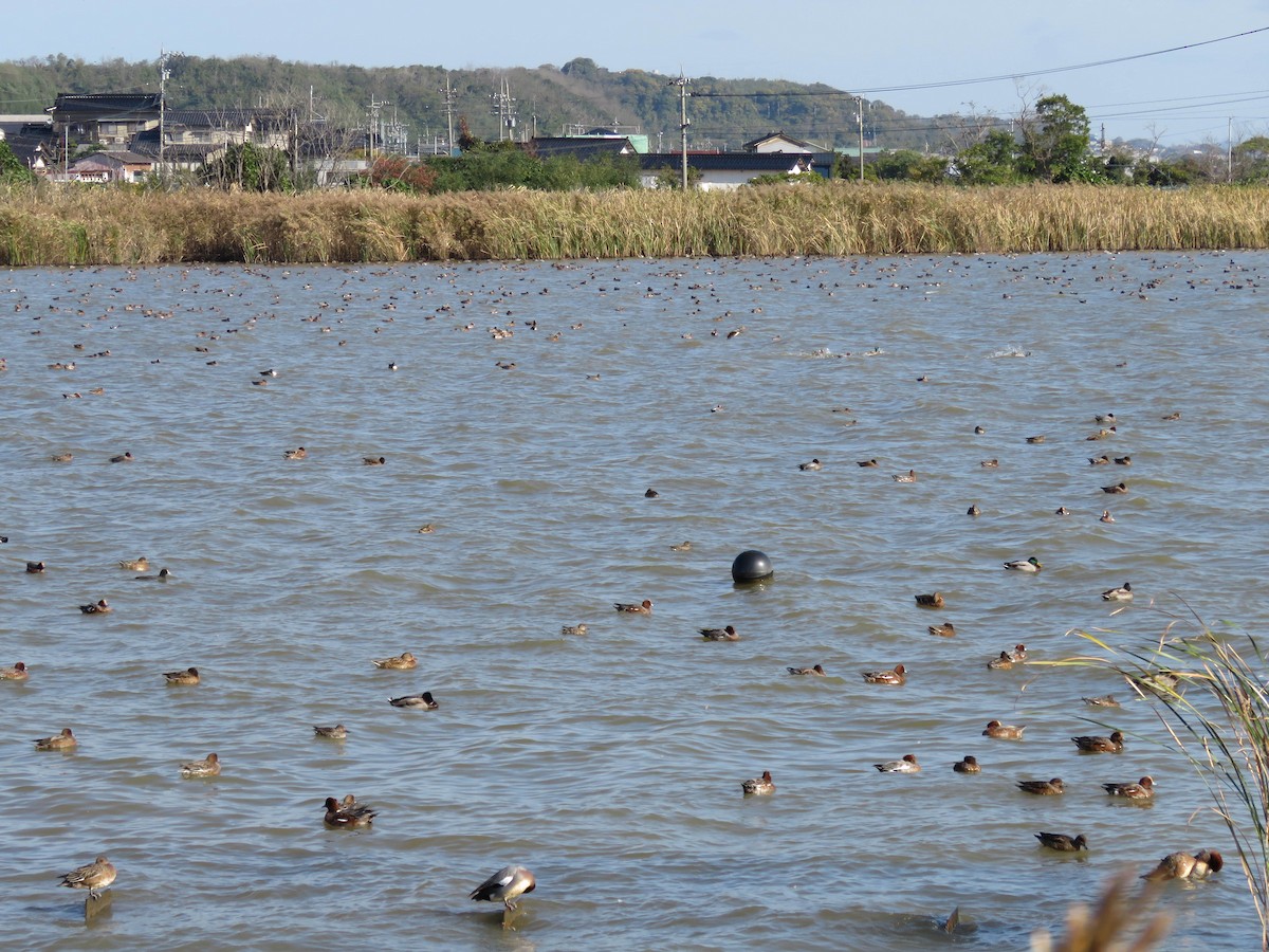 Eurasian Wigeon - ML646333388