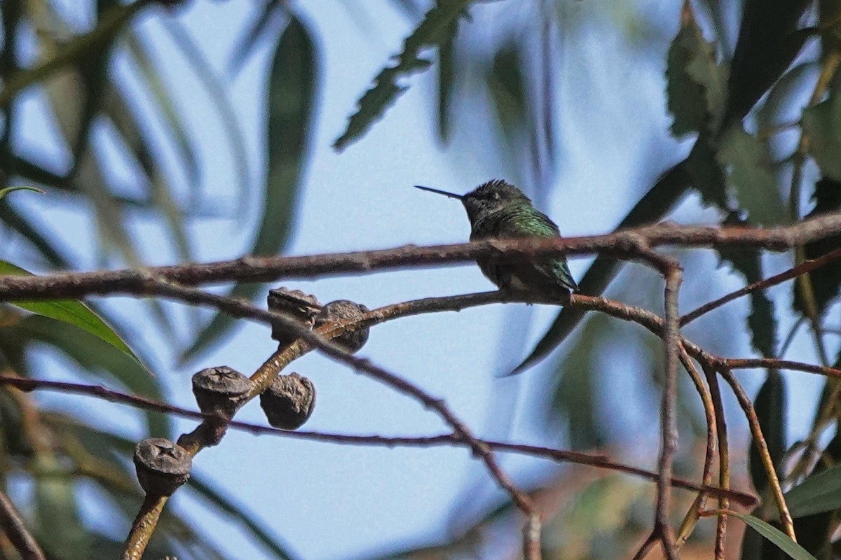 Anna's Hummingbird - ML646333389