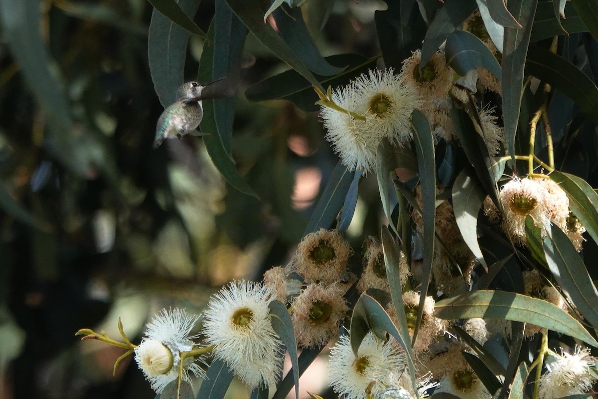 Anna's Hummingbird - ML646333390