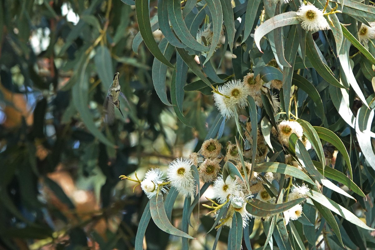 Anna's Hummingbird - ML646333391