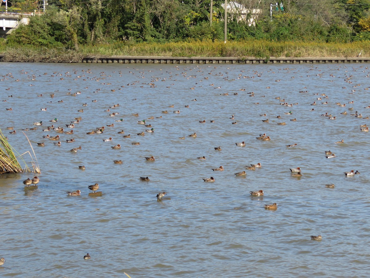 Eurasian Wigeon - ML646333392