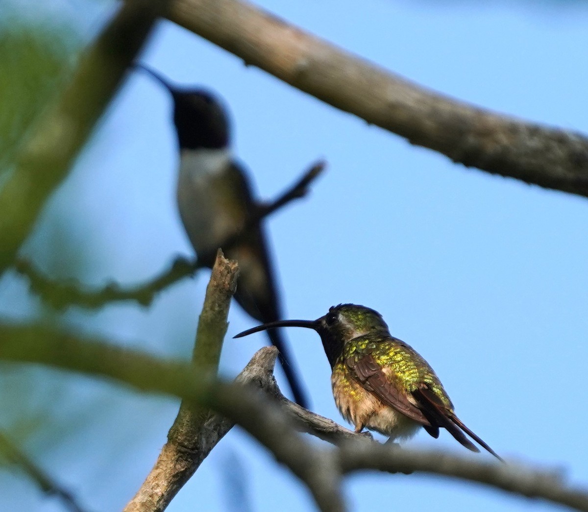 Mexican Sheartail - ML646333393