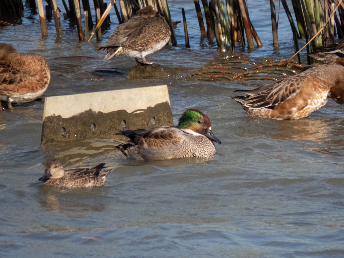 Falcated Duck - ML646333394