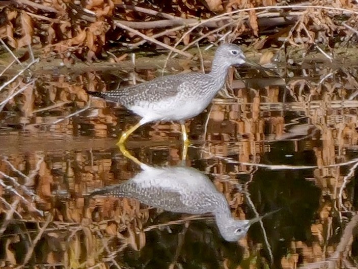 Greater Yellowlegs - ML646333395