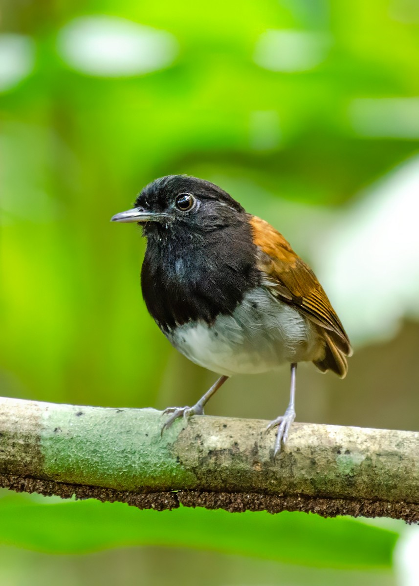 Hooded Gnateater - ML646333396