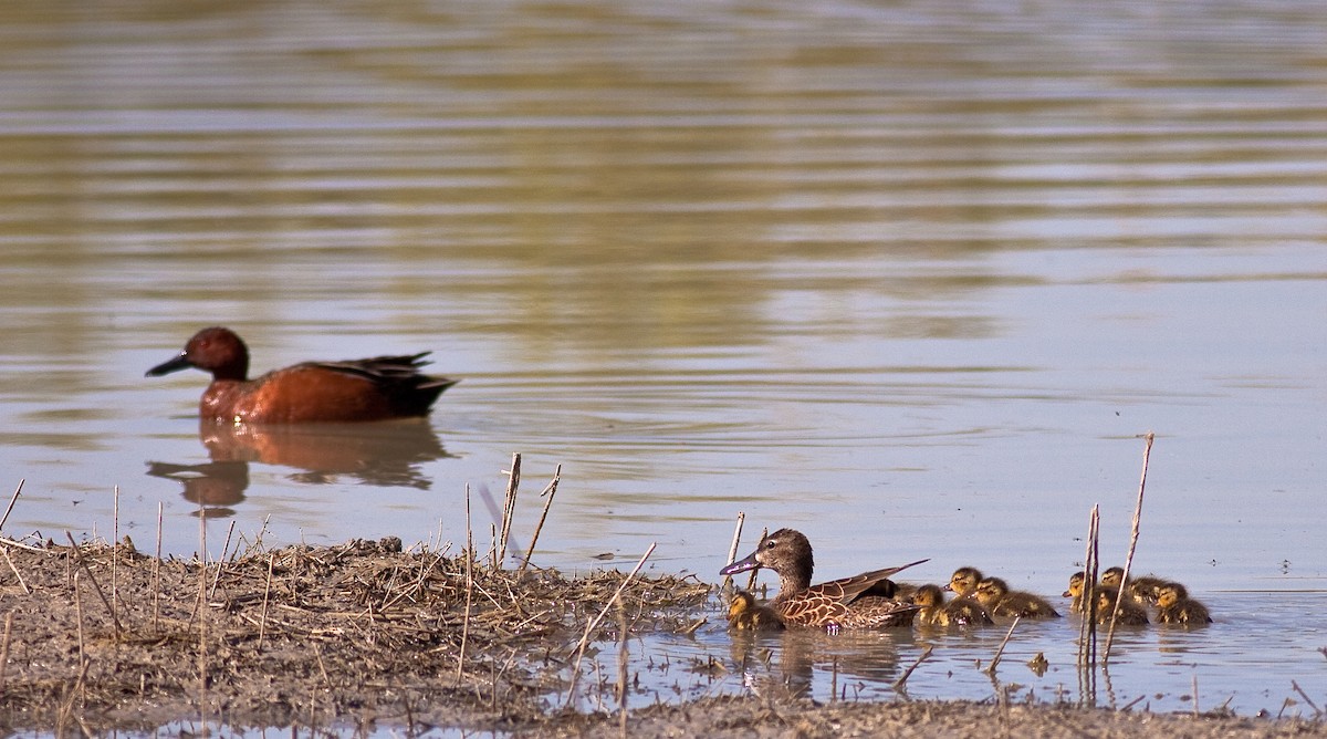 Cinnamon Teal - ML646333397