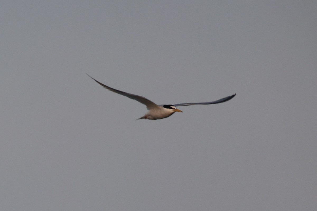 Little Tern - ML646333399