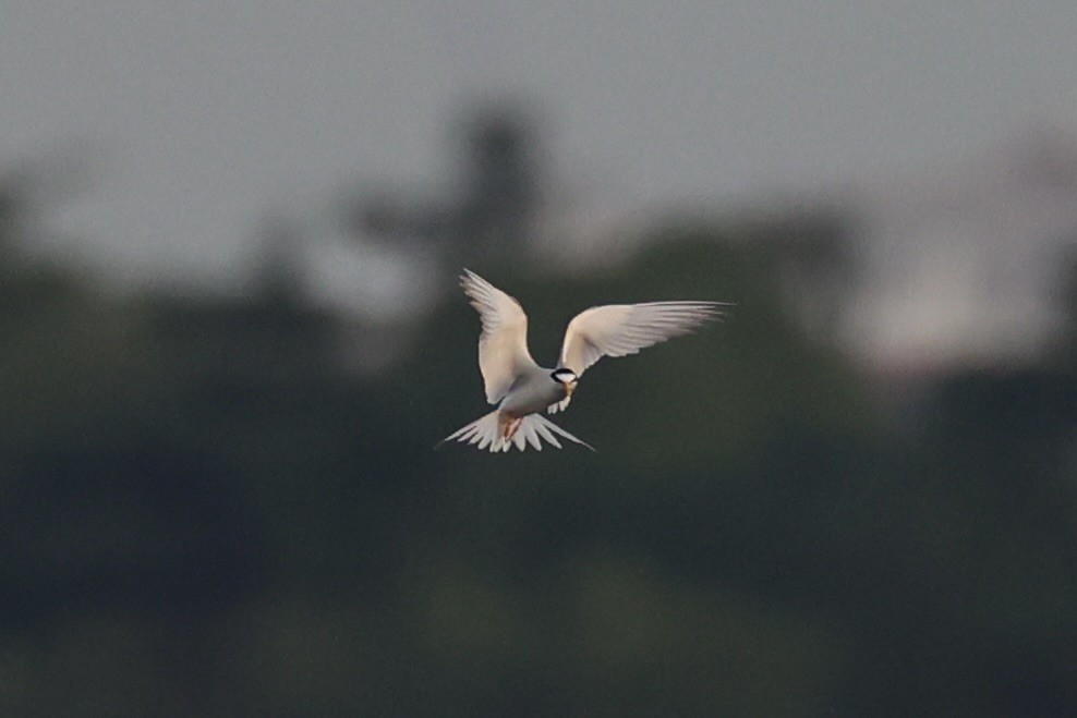 Little Tern - ML646333400
