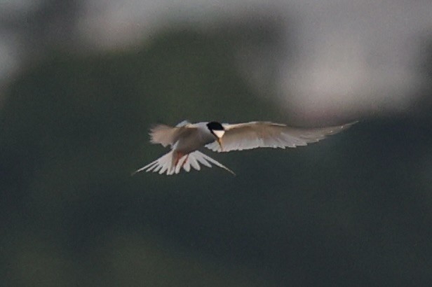 Little Tern - ML646333401