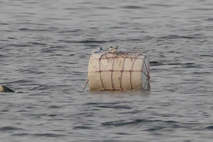 Little Tern - ML646333403