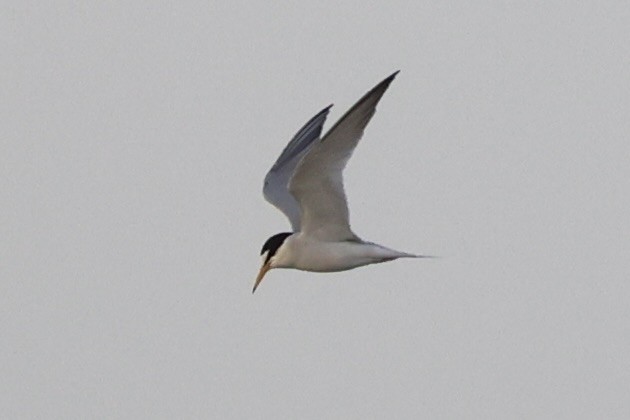 Little Tern - ML646333404