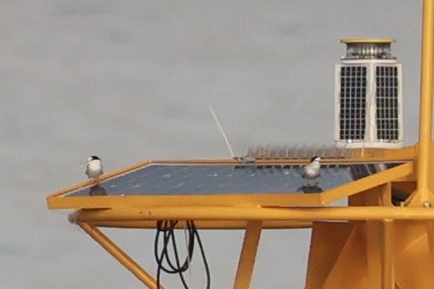 Little Tern - ML646333405