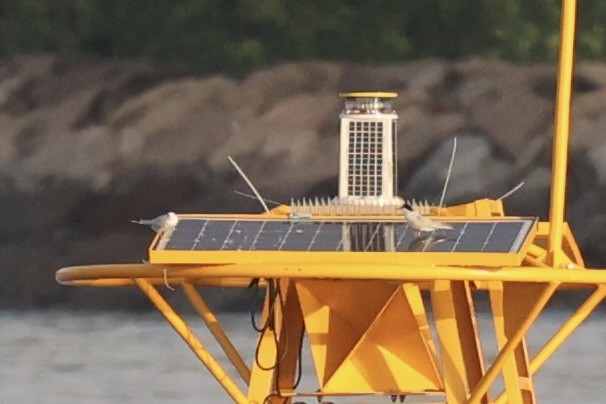 Little Tern - ML646333406