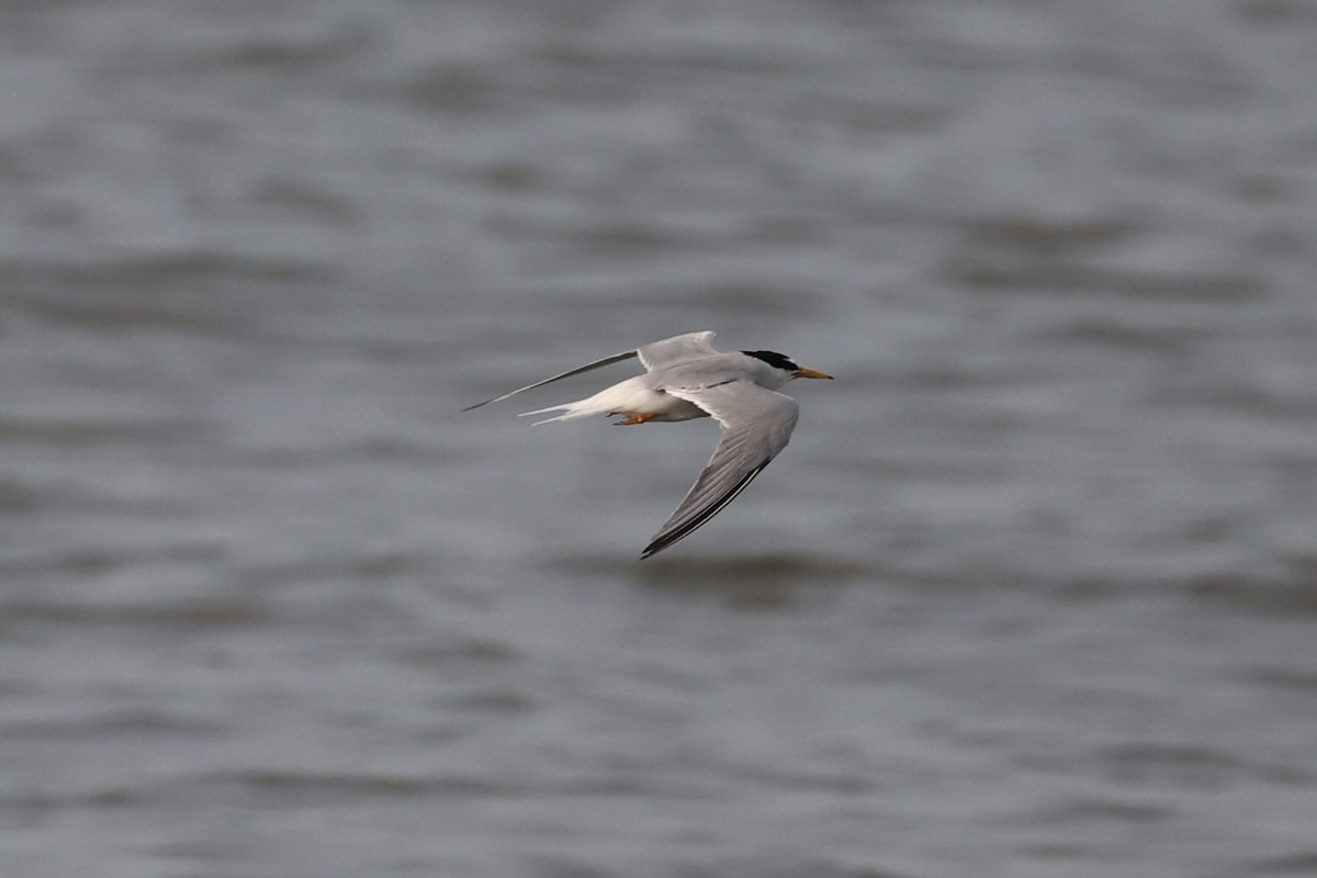 Little Tern - ML646333407