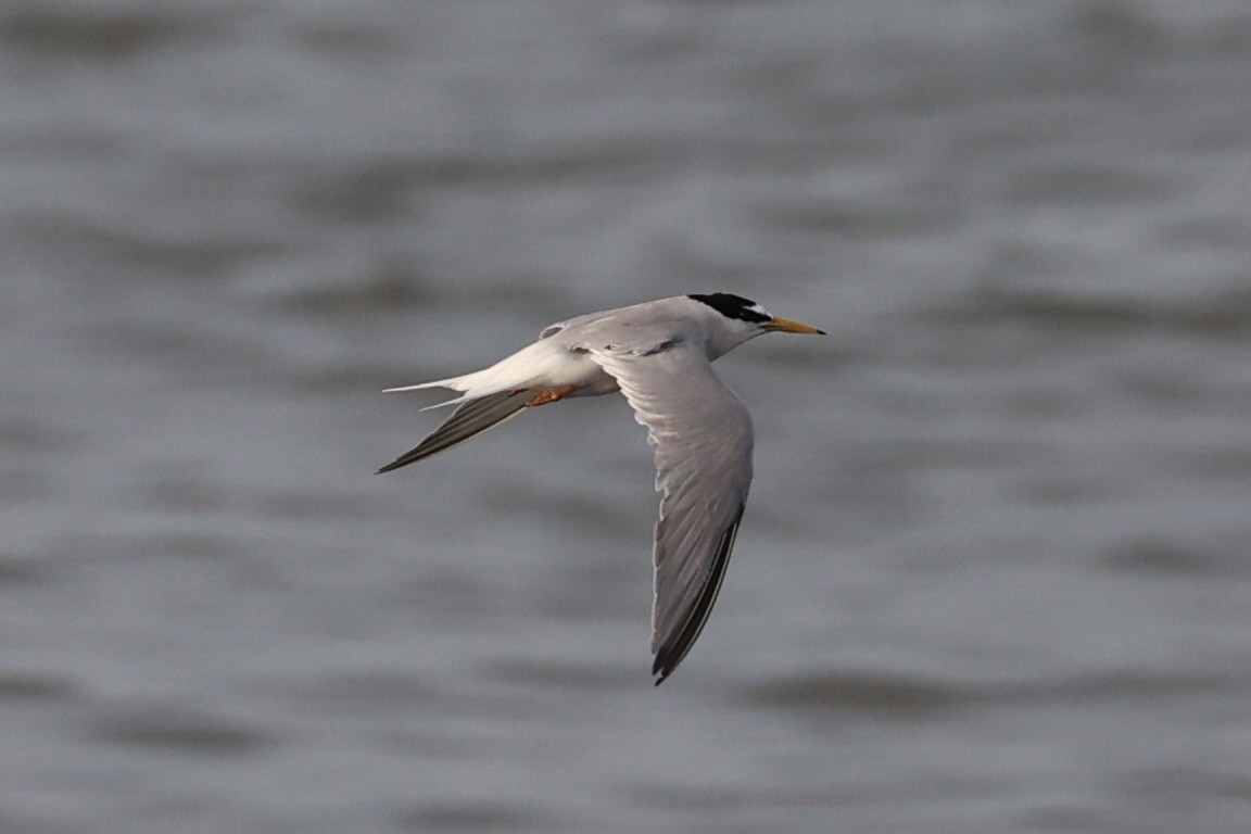 Little Tern - ML646333408