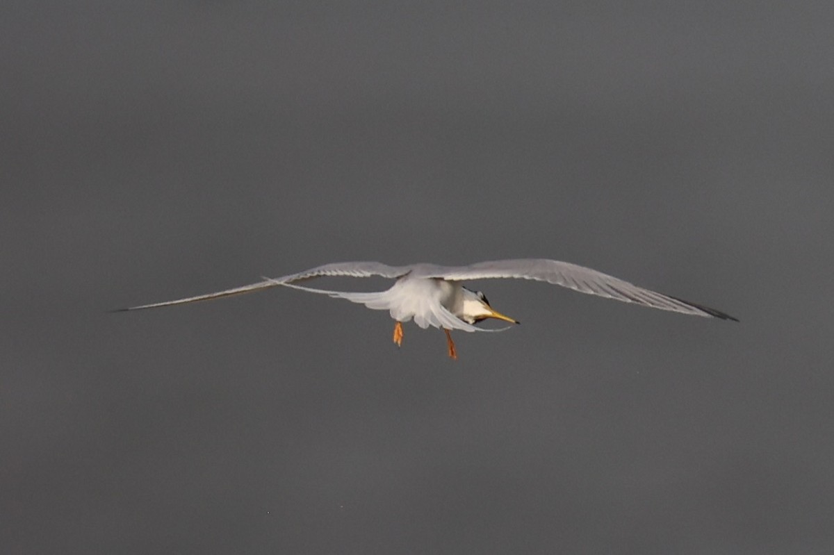 Little Tern - ML646333409