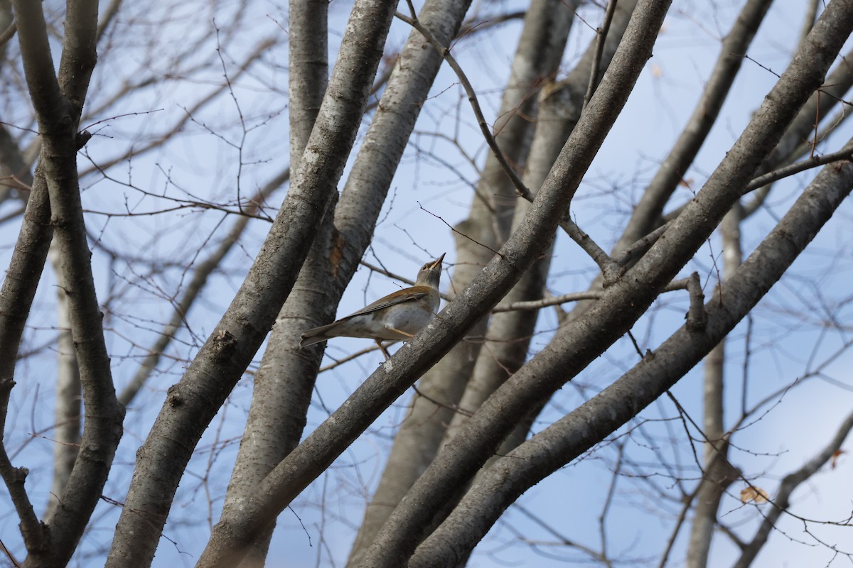 Pale Thrush - ML646333410