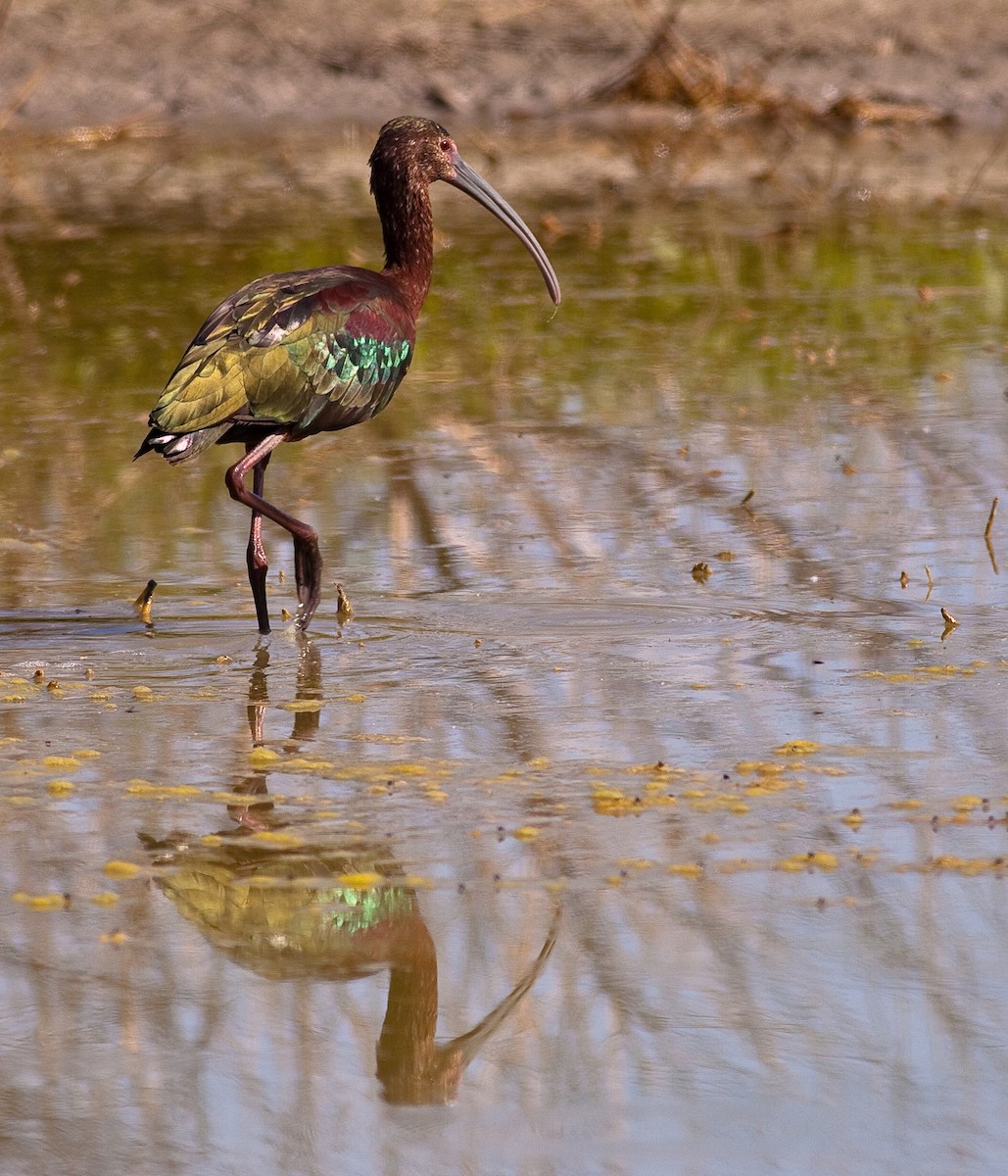 White-faced Ibis - ML646333411