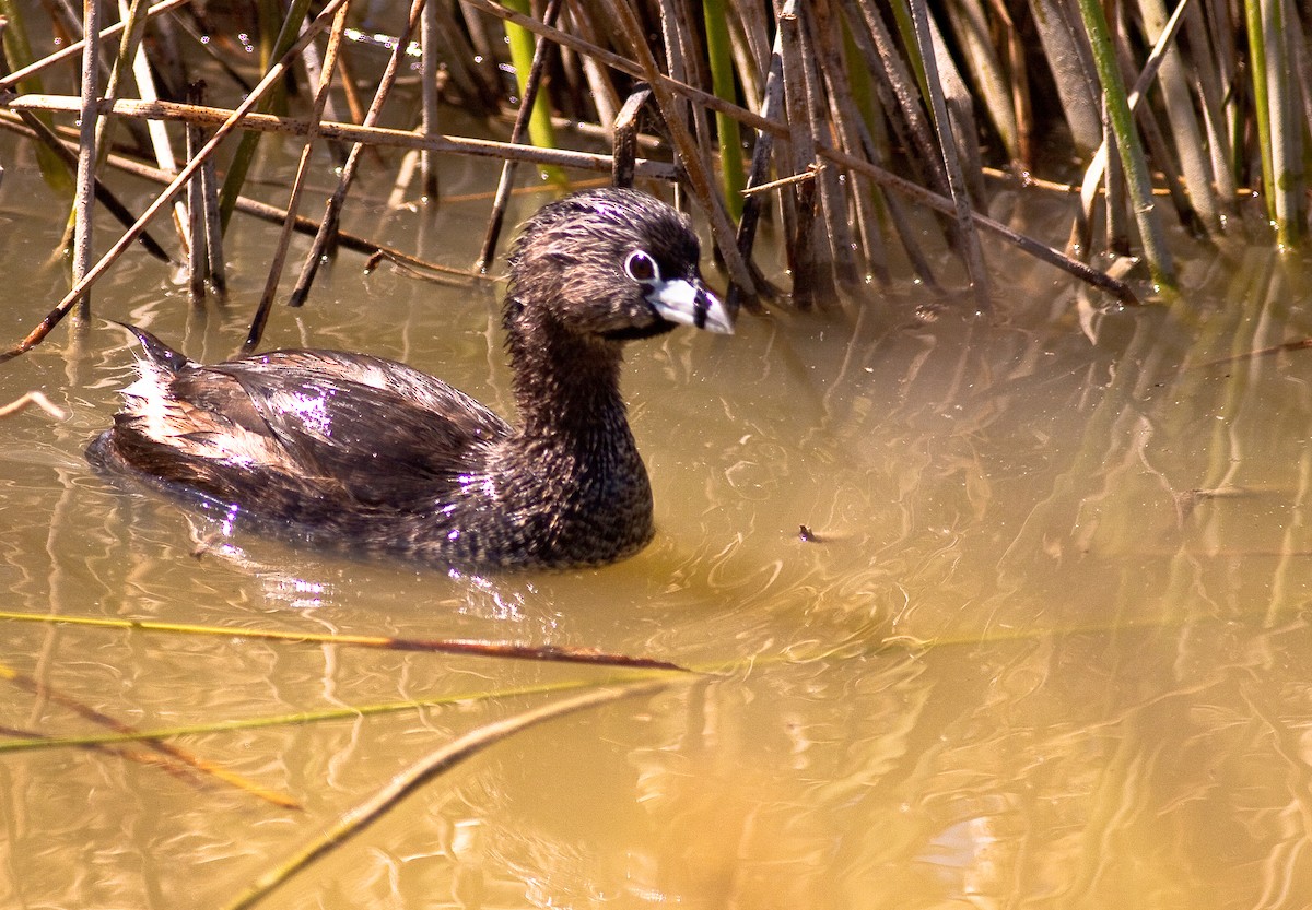 Pied-billed Grebe - ML646333415
