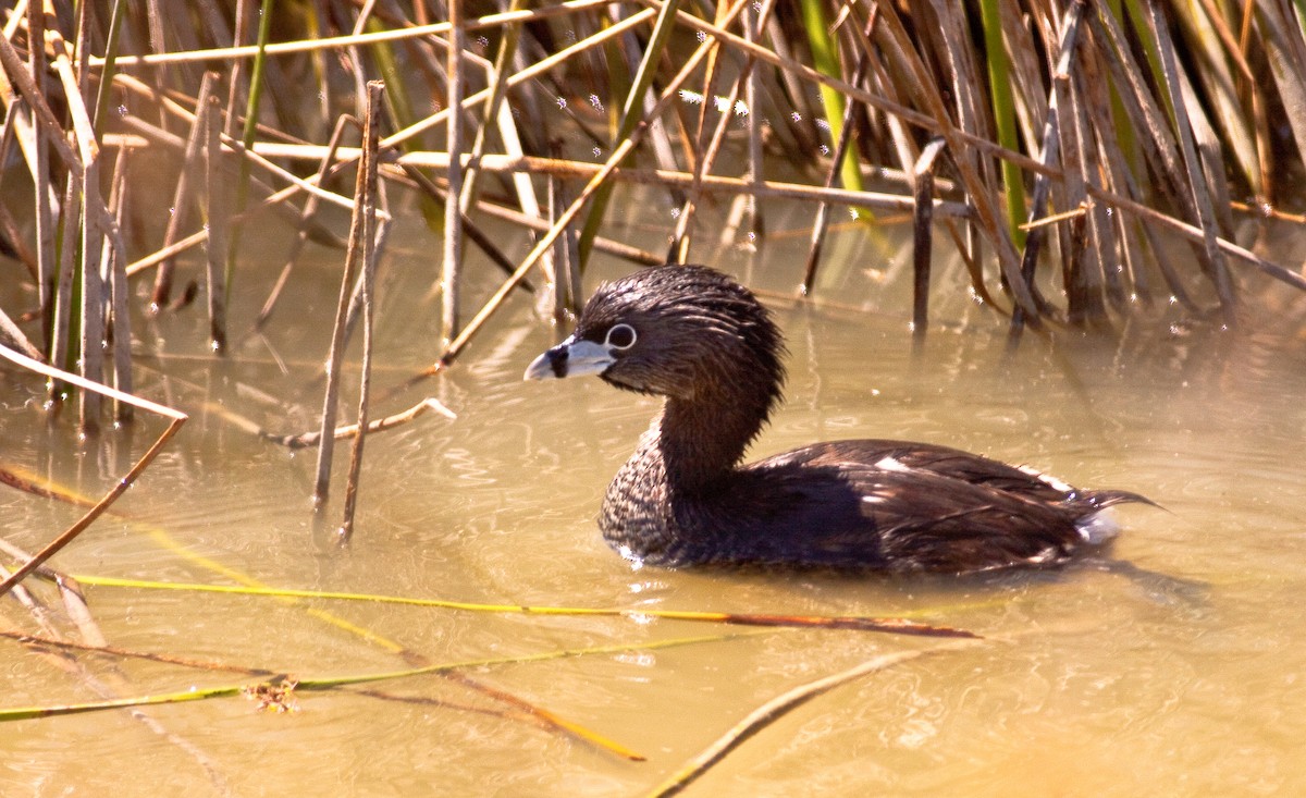 Pied-billed Grebe - ML646333416