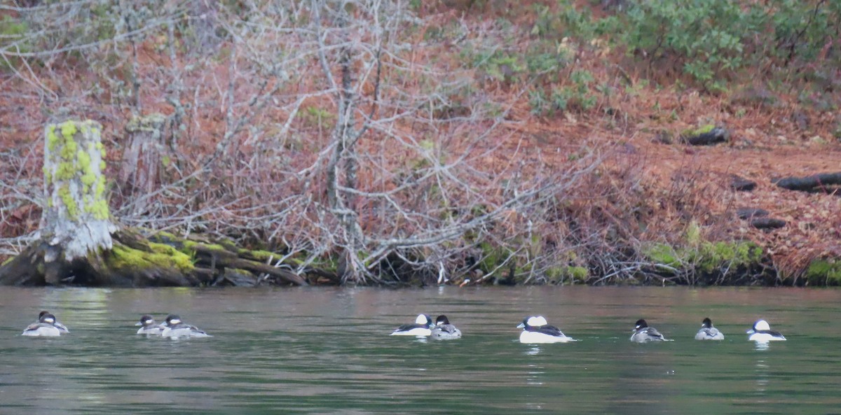 Bufflehead - ML646333419