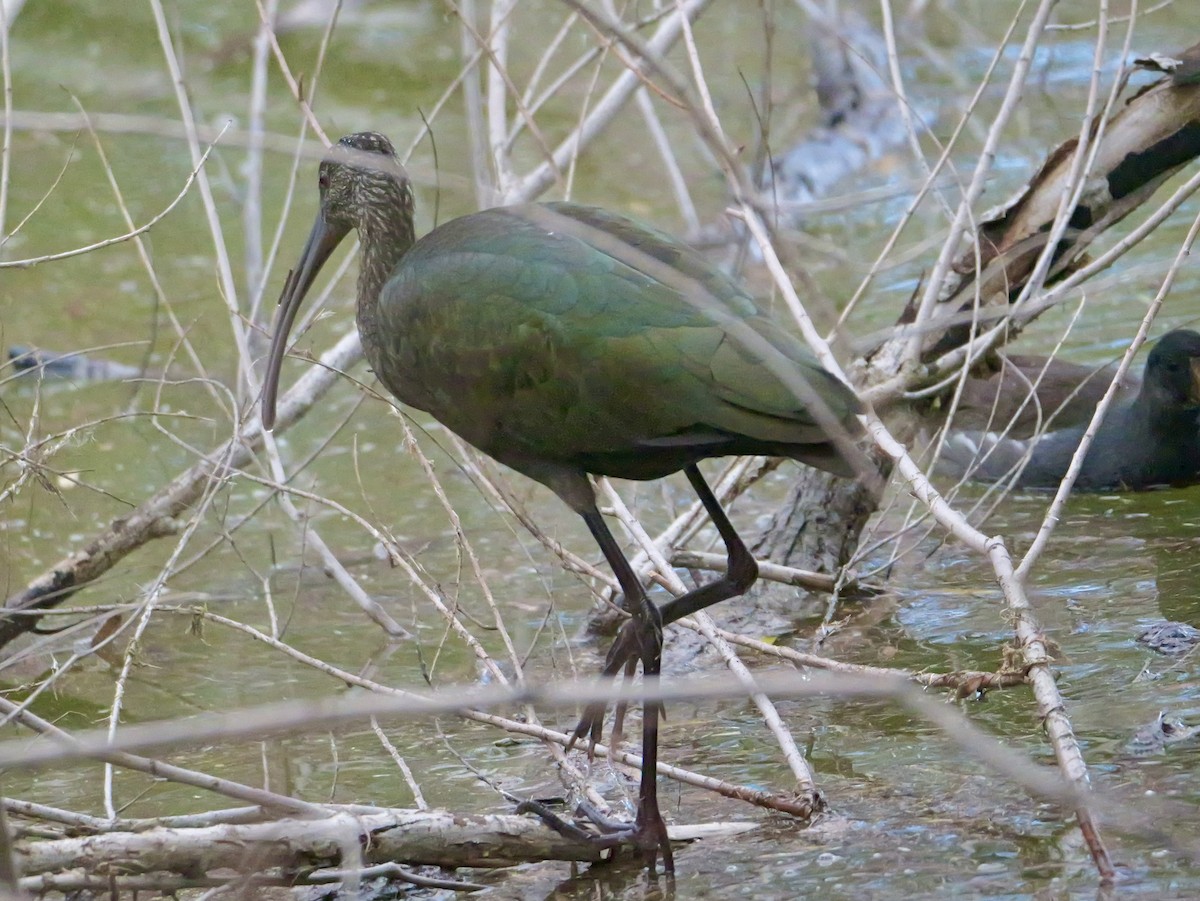 White-faced Ibis - ML646333421