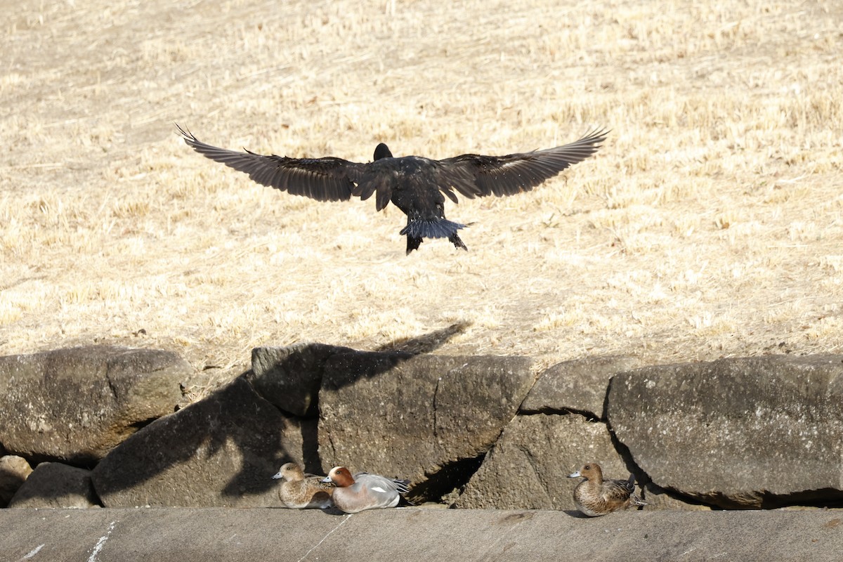 Great Cormorant - ML646333422