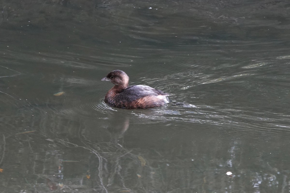 Pied-billed Grebe - ML646333424