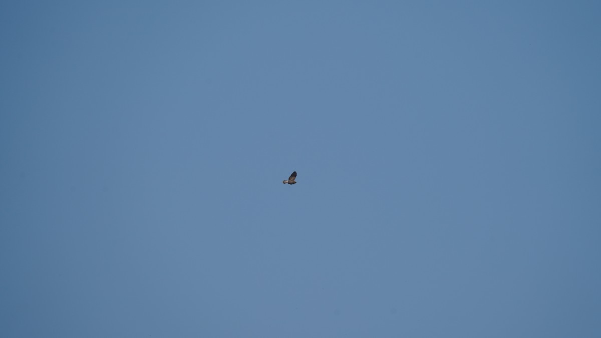 Präriebussard - ML646333425