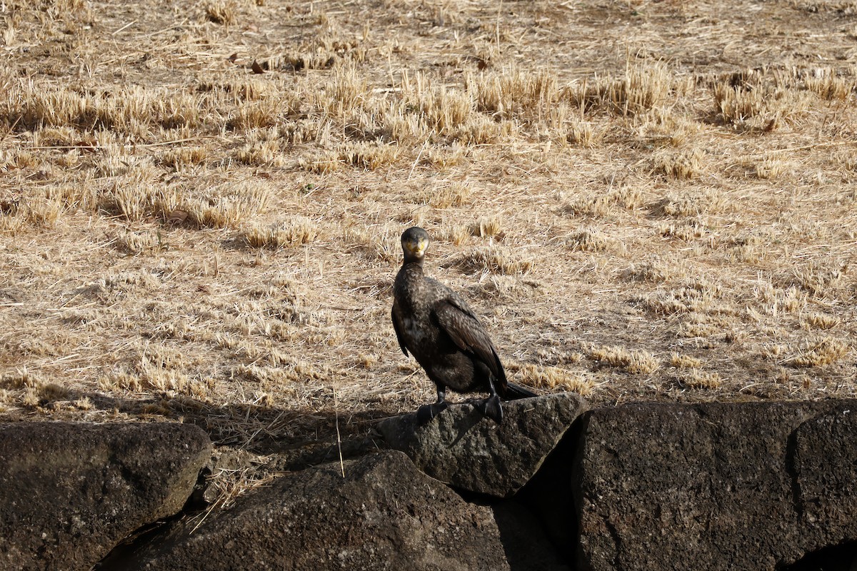 Great Cormorant - ML646333438