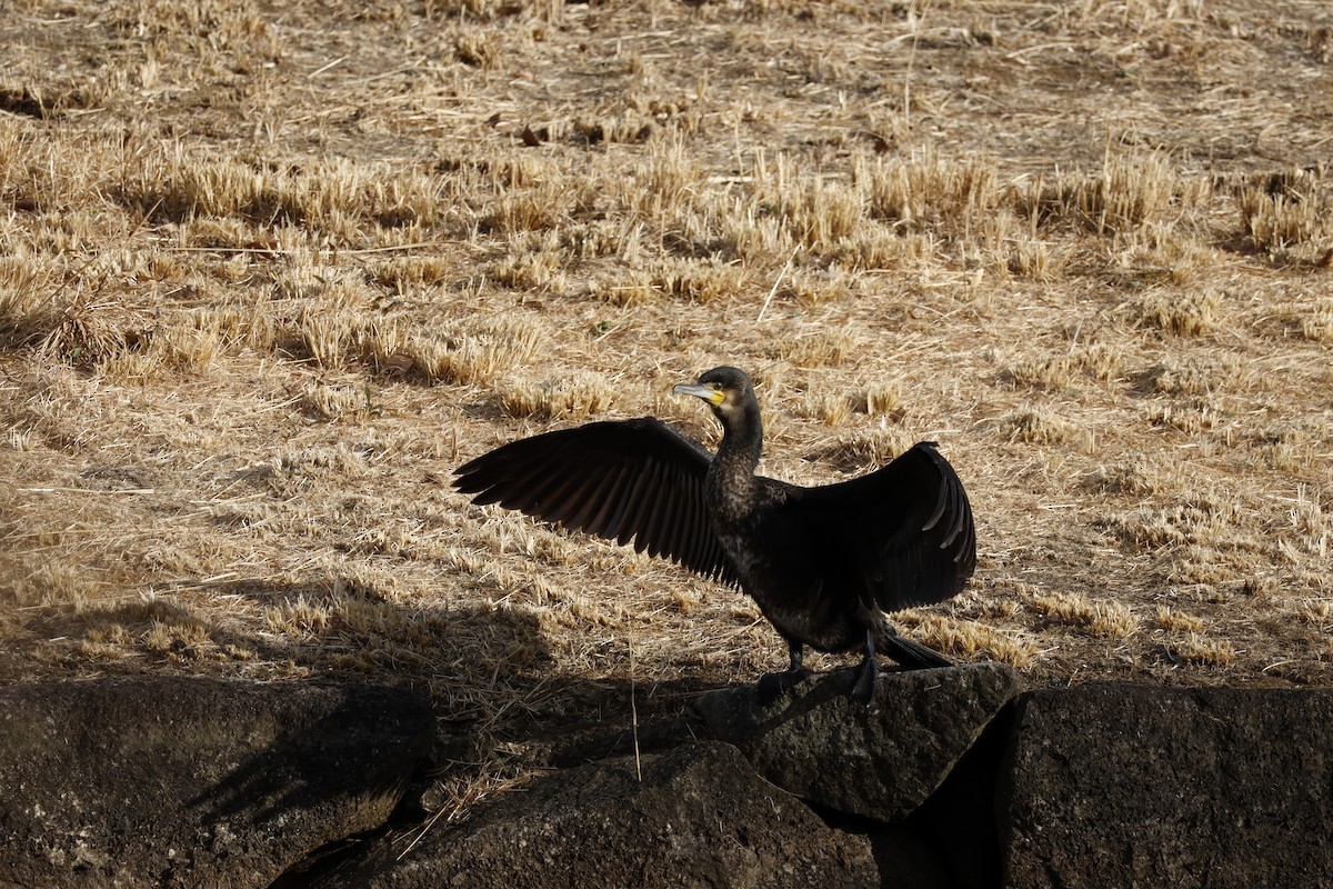 Great Cormorant - ML646333439