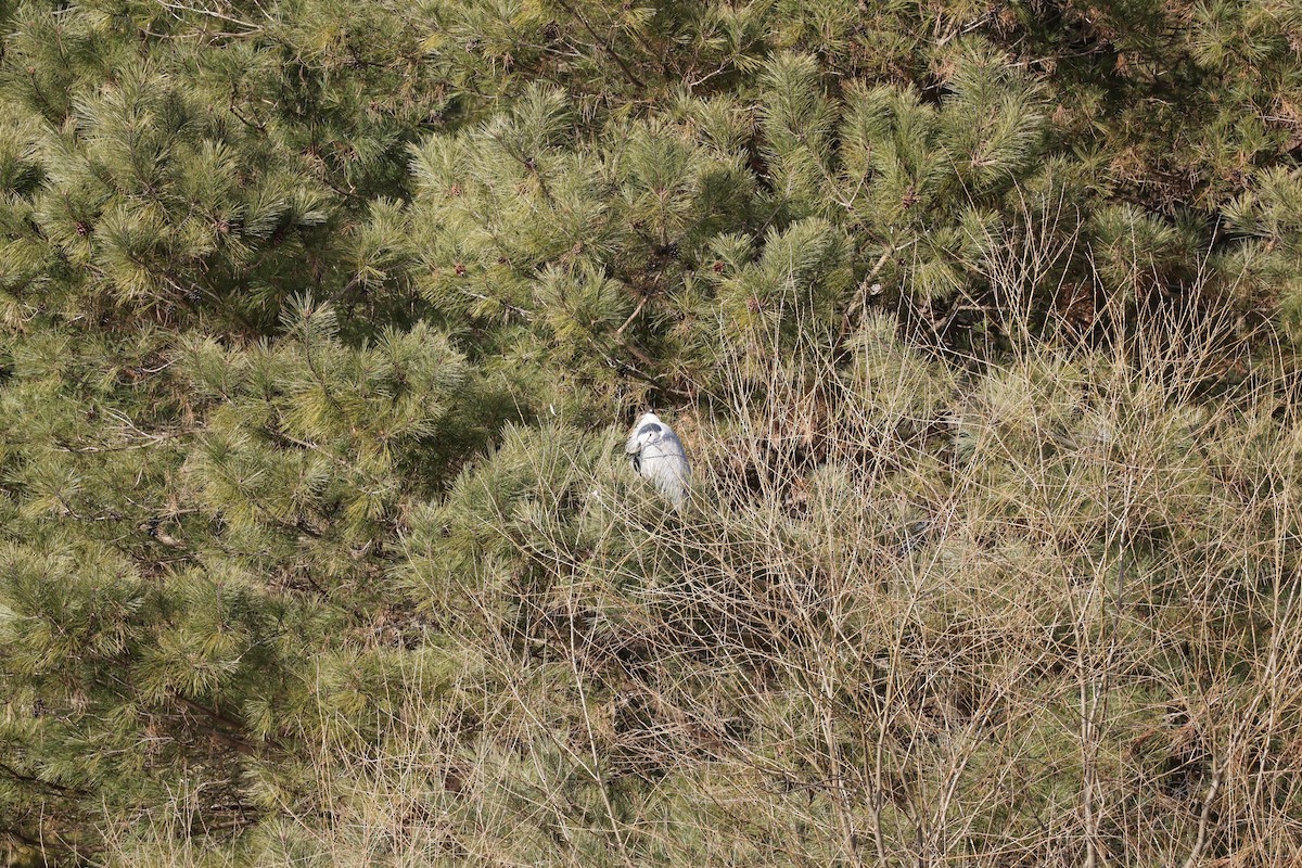 Gray Heron - ML646333441