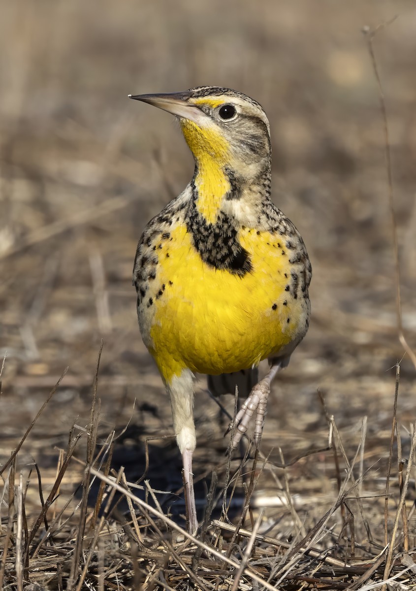 Western Meadowlark - ML646333445