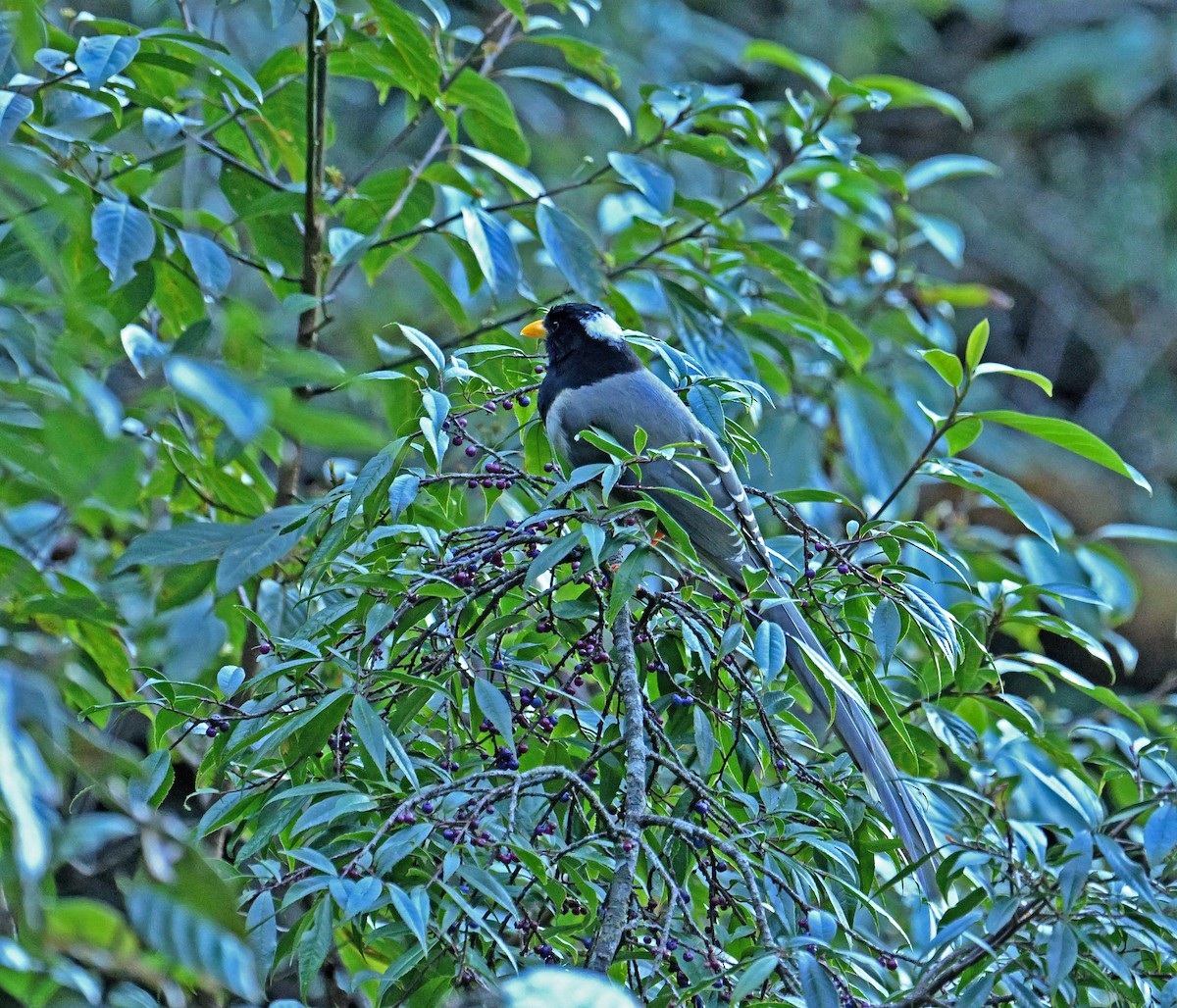 Yellow-billed Blue-Magpie - ML646333451