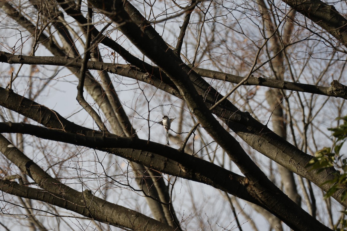 Long-tailed Tit - ML646333453