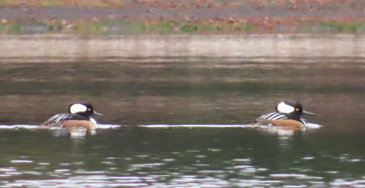 Hooded Merganser - ML646333466